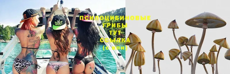 Галлюциногенные грибы Psilocybe  Могоча 